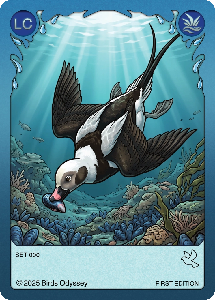 Long-tailed Duck card