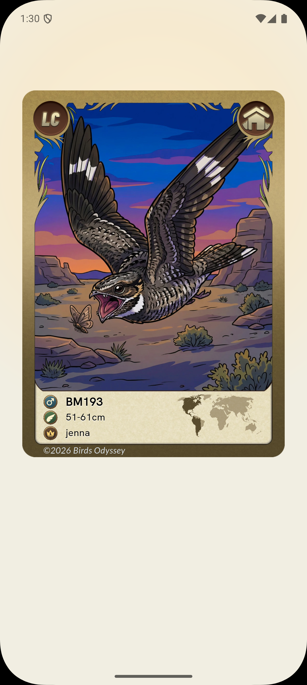 Common Nighthawk card from the current Birdey app