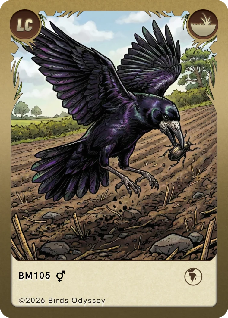 Rook trading card from Birdey