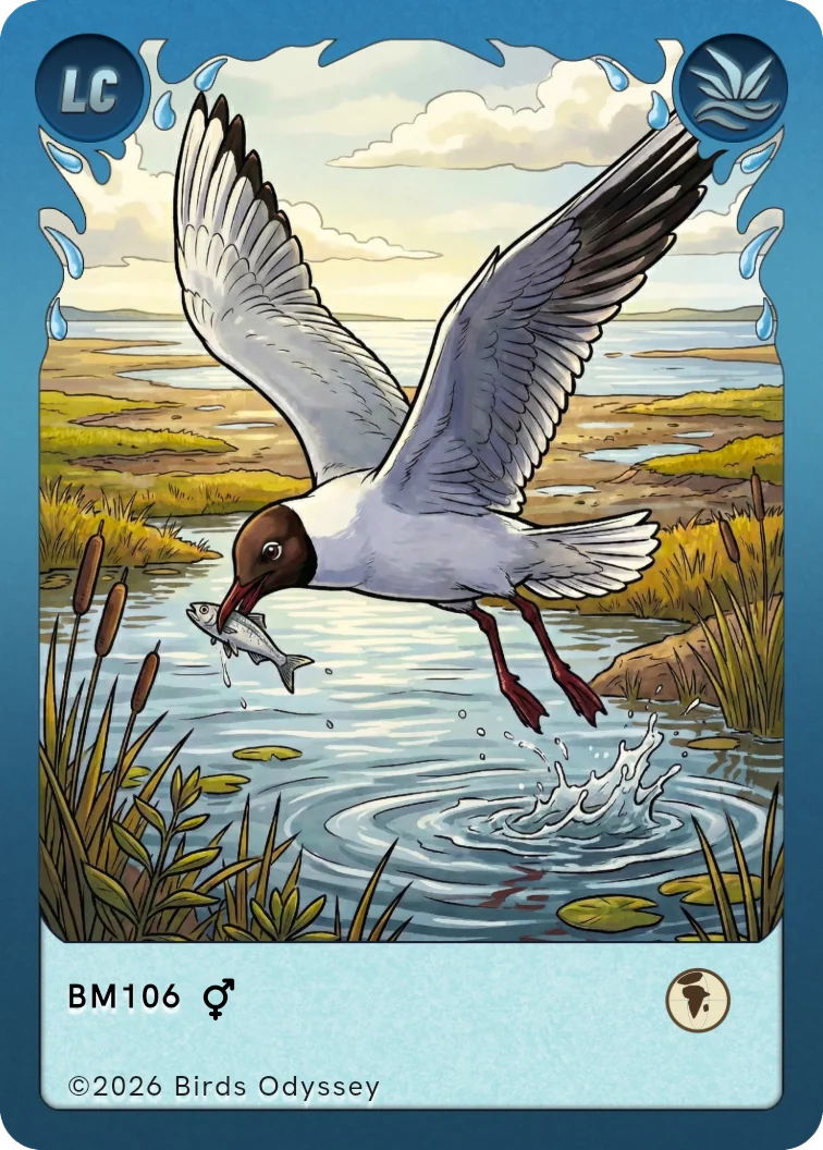 Lachmöwe Sammelkarte aus Birdey