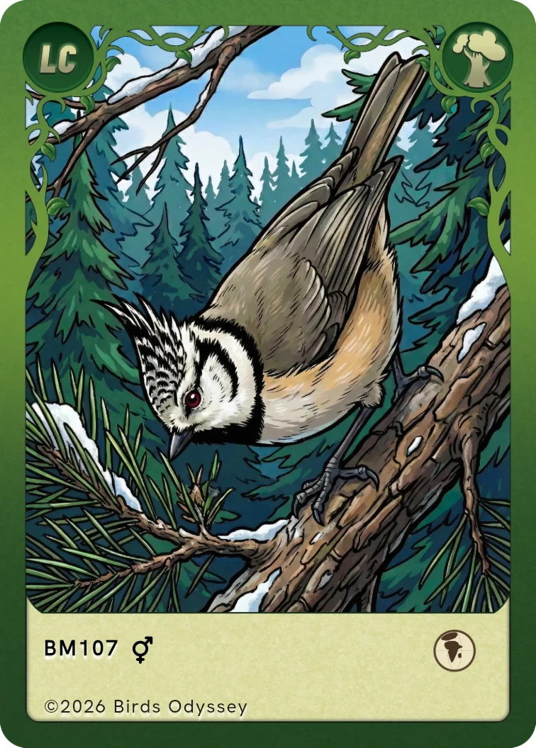 Birdeyのカンムリガラカード