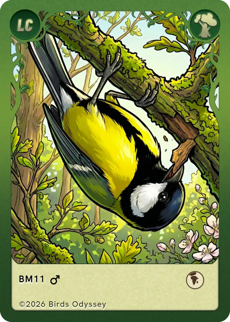 talgoxe samlarkort från Birdey