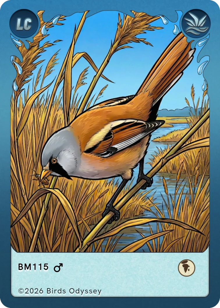 Carta collezionabile di Basettino in Birdey