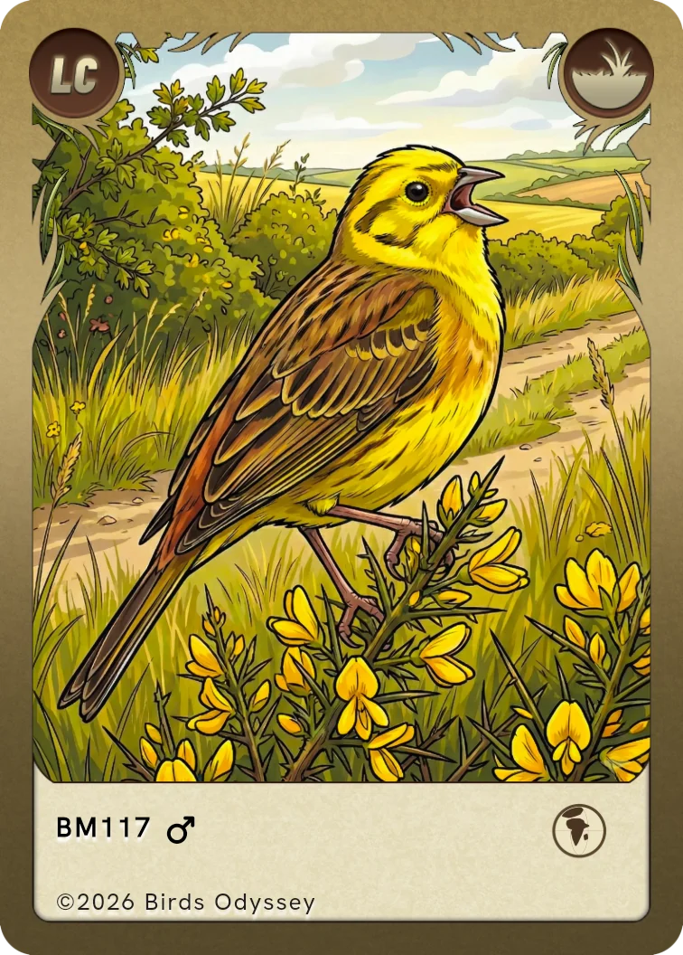 Carta collezionabile di Zigolo giallo in Birdey