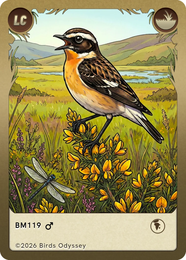 Whinchat trading card from Birdey