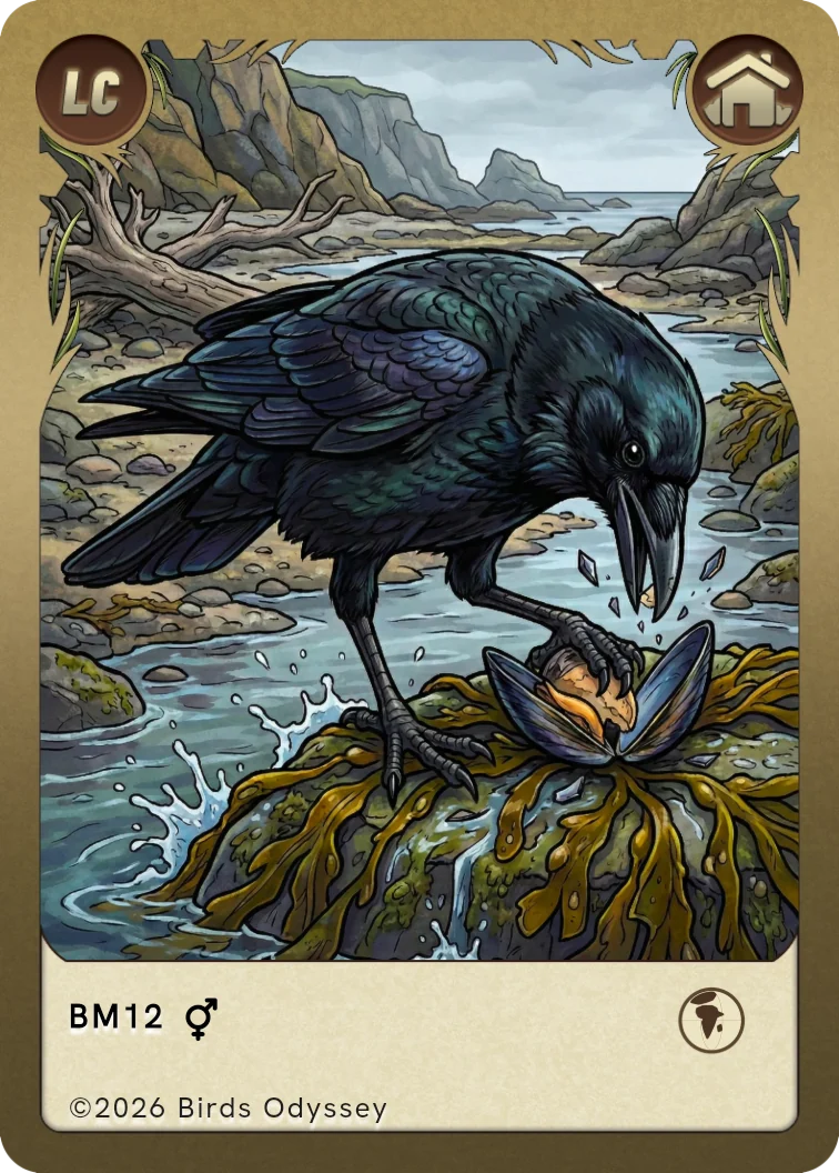 Carta collezionabile di Cornacchia nera in Birdey