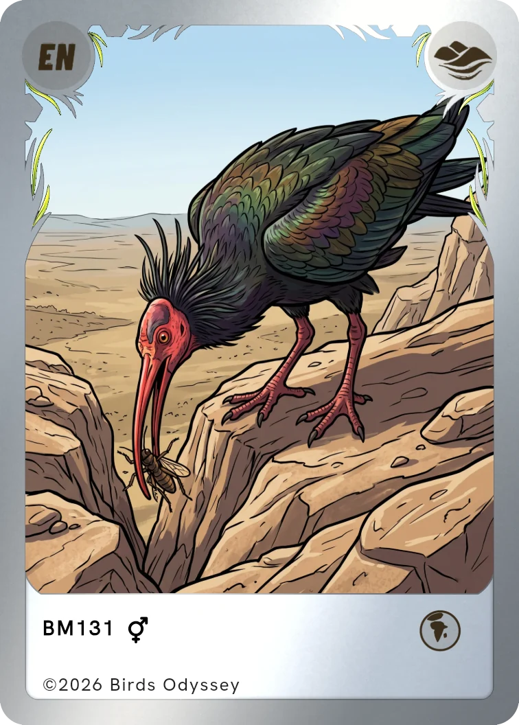 Waldrapp Sammelkarte aus Birdey
