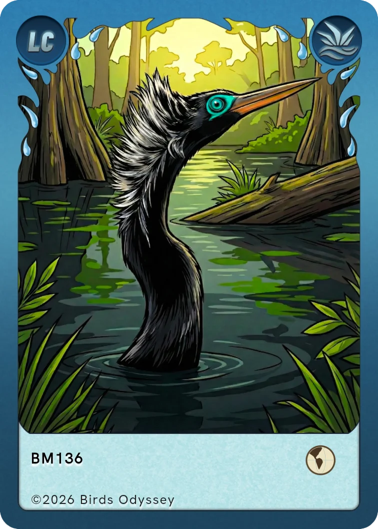 Anhinga trading card from Birdey