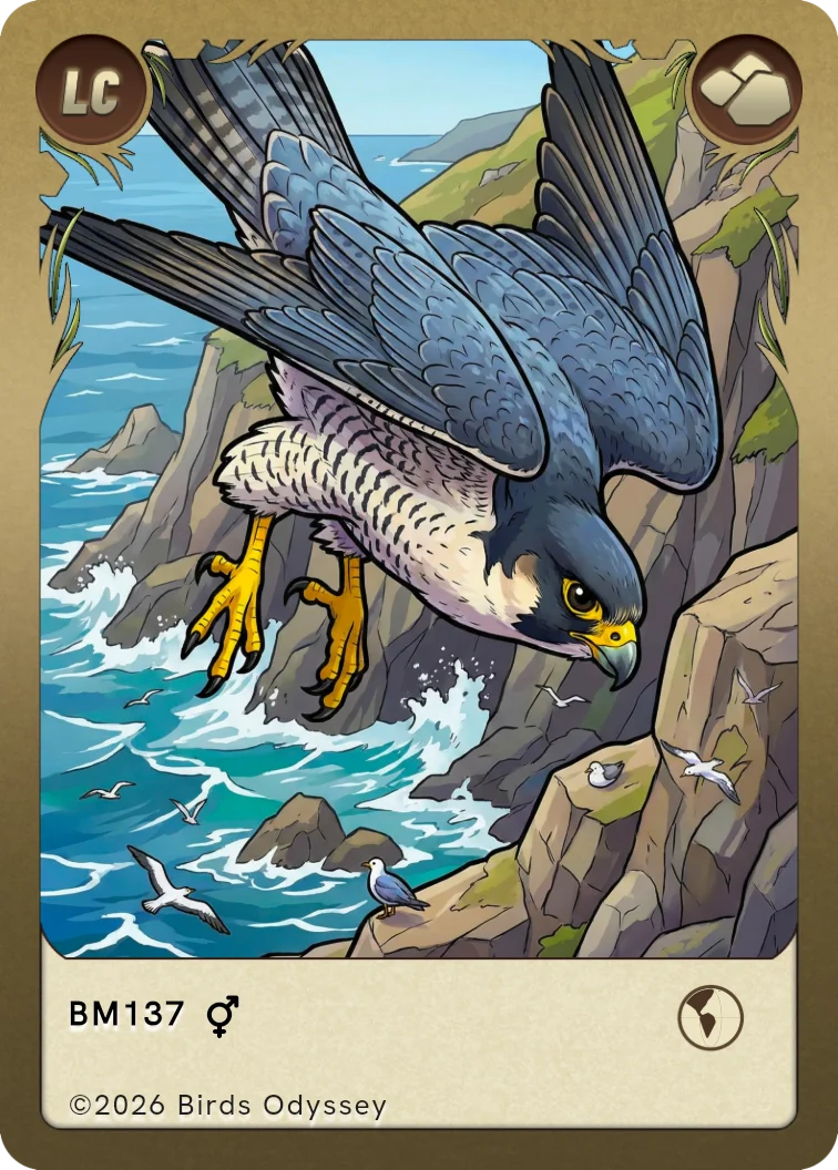 vandrefalk samlekort fra Birdey