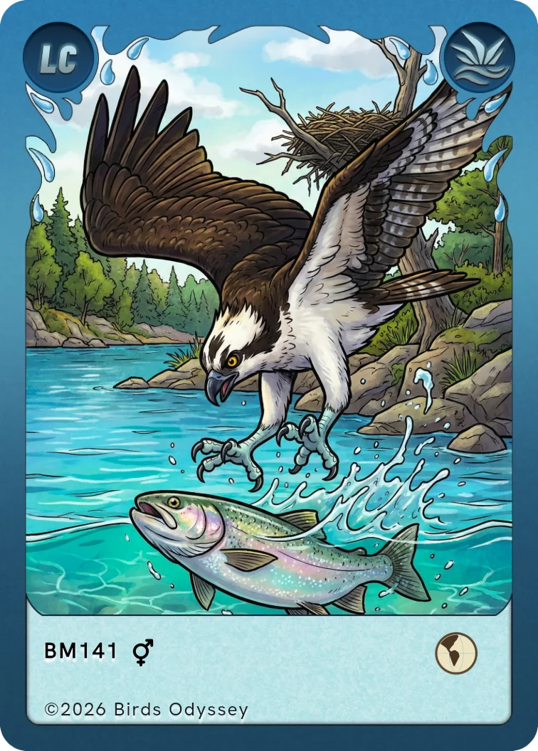 Birdeyのミサゴカード