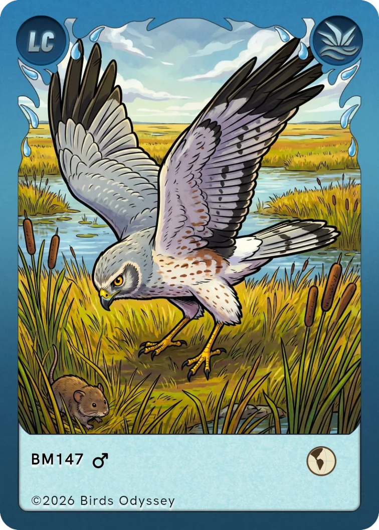 Hudsonweihe Sammelkarte aus Birdey