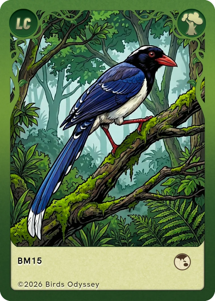 Rotschnabelkitta Sammelkarte aus Birdey