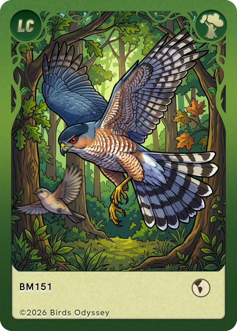 Birdeyのクーパーハイタカカード