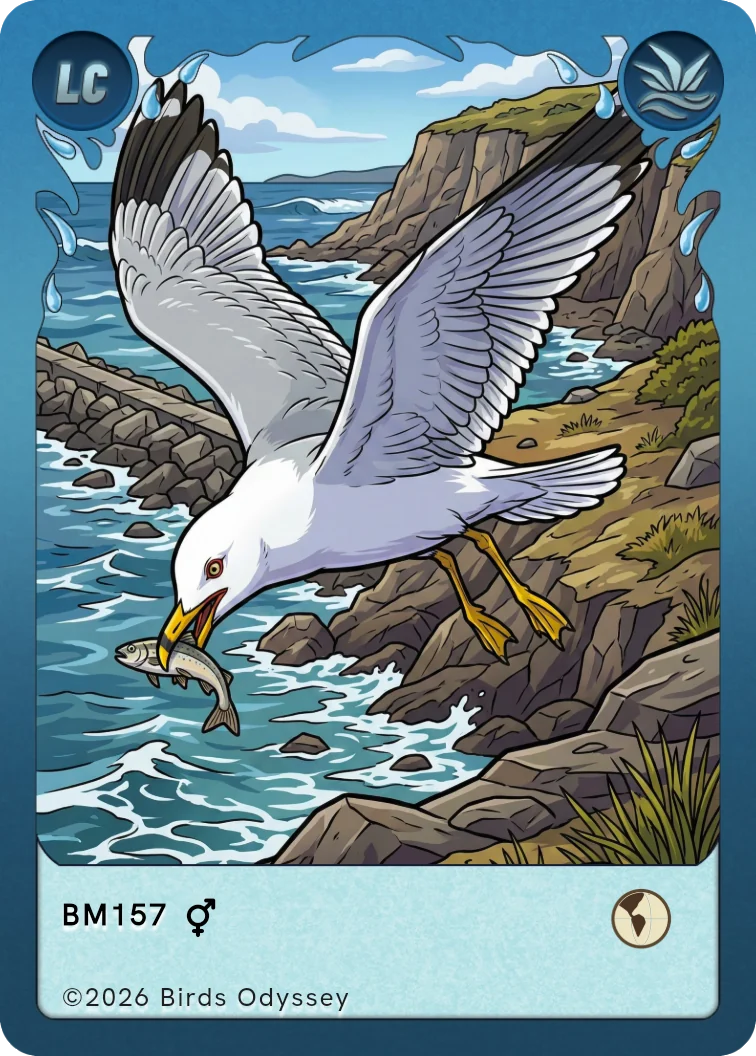 ringnebbmåke samlekort fra Birdey