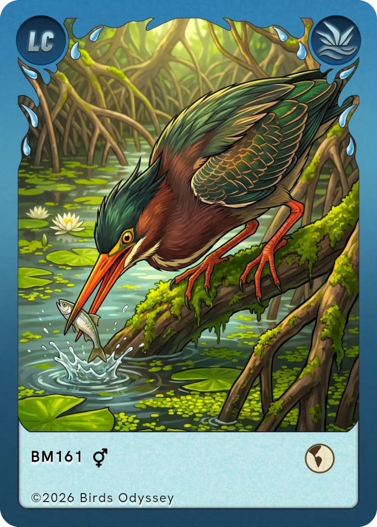 Carte à collectionner Héron vert dans Birdey