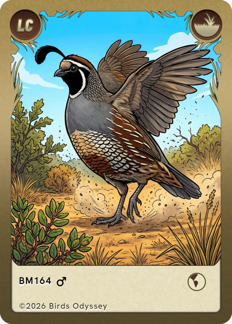 Schopfwachtel Sammelkarte aus Birdey