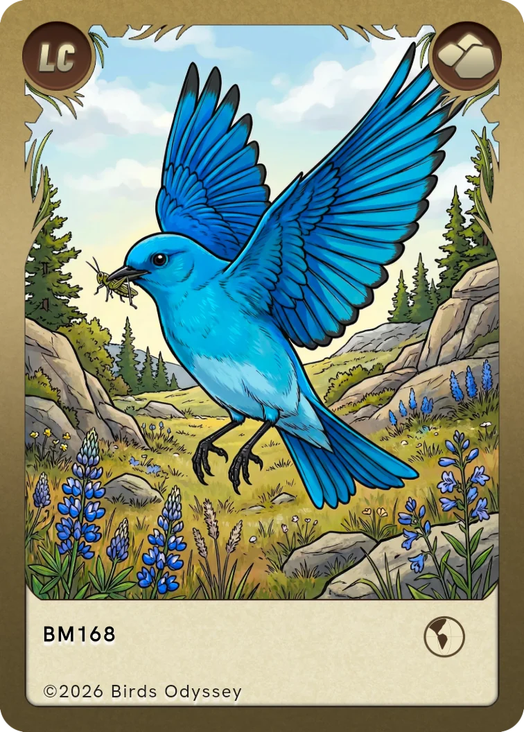 Carta collezionabile di Mountain Bluebird in Birdey