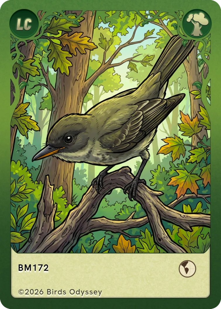 Carta colecionável de Piuí no Birdey
