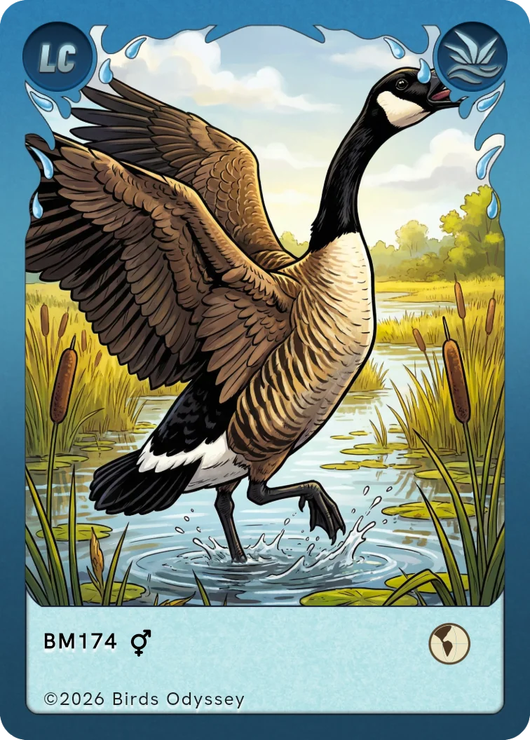 Carta colecionável de Ganso-do-canadá no Birdey