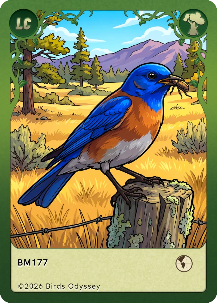 Carta collezionabile di Western Bluebird in Birdey