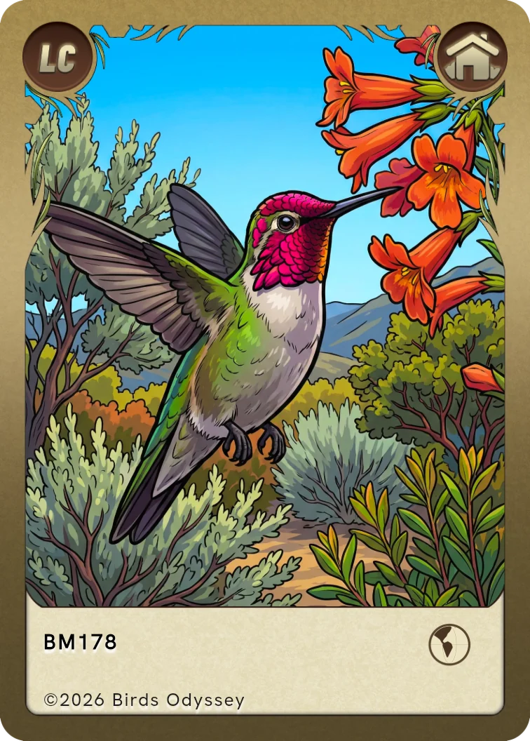 Anna´ Kolibri samlekort fra Birdey