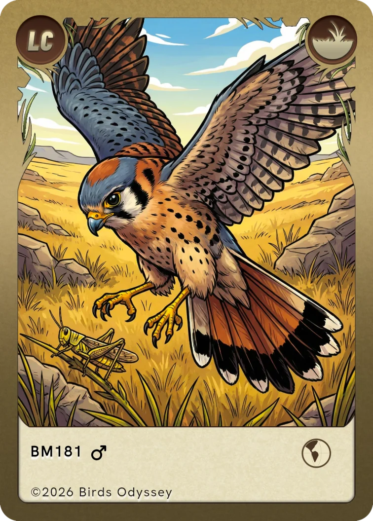 Buntfalke Sammelkarte aus Birdey