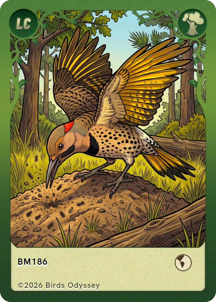 Goldspecht Sammelkarte aus Birdey