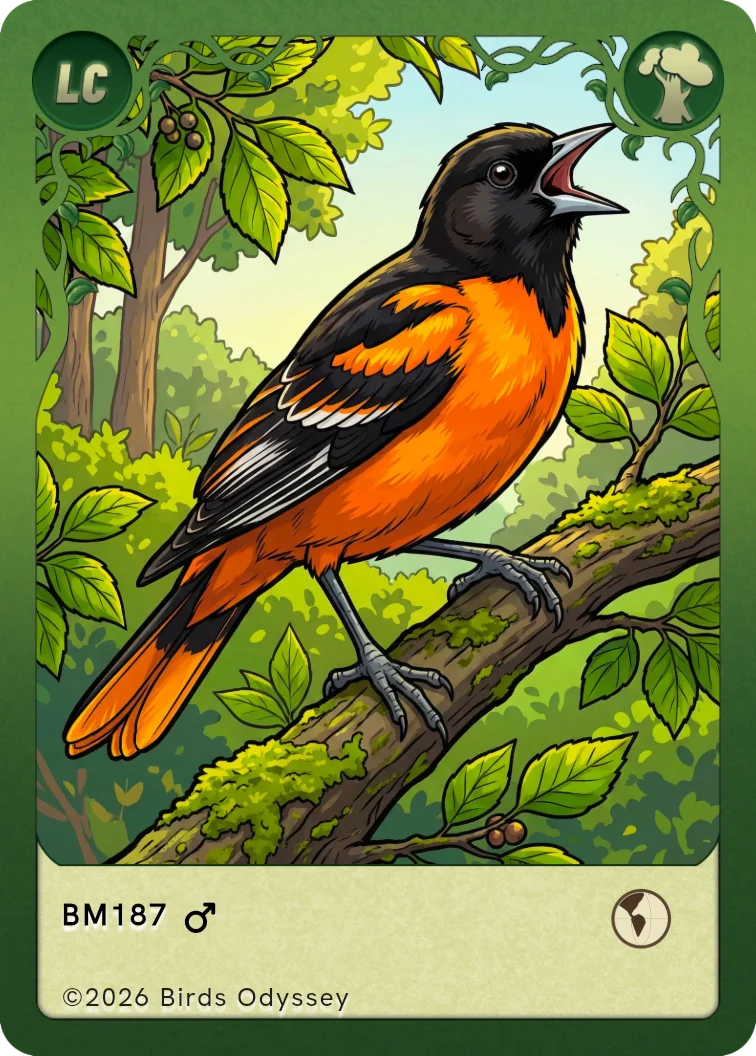Carta collezionabile di Baltimore Oriole in Birdey