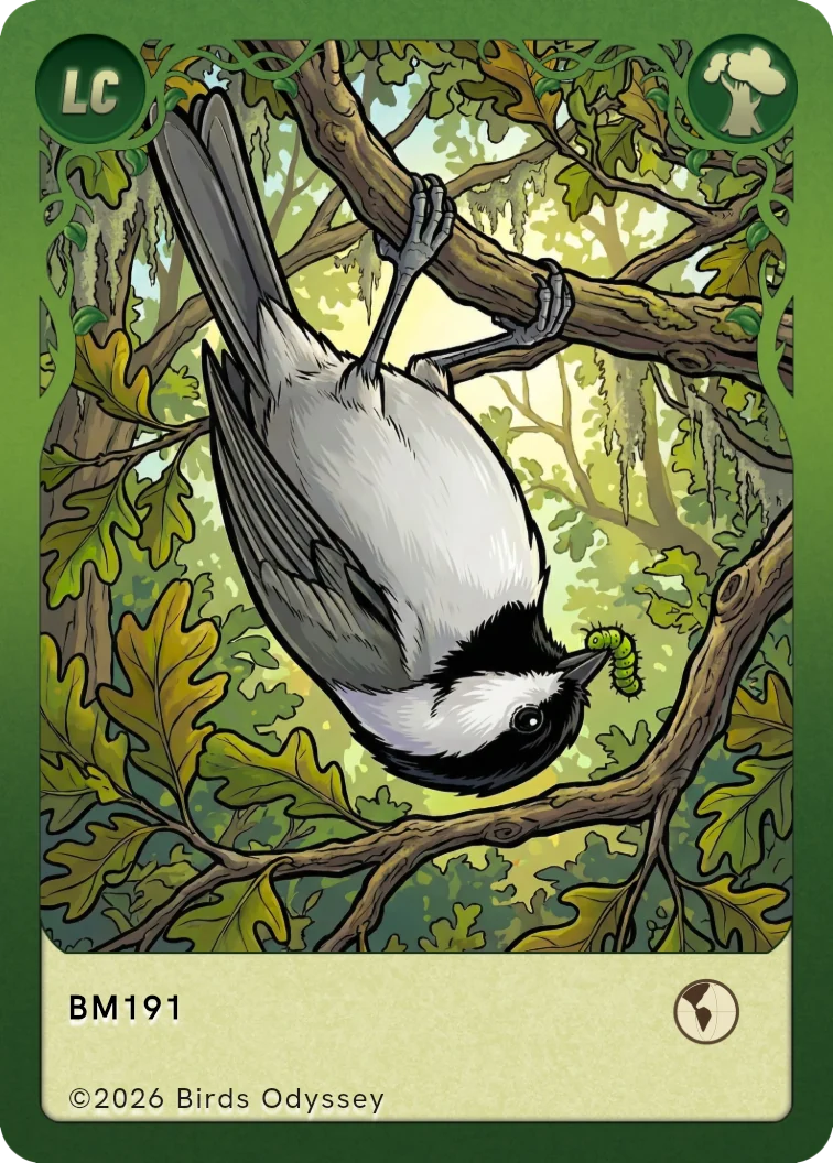 Carolinamejse samlekort fra Birdey