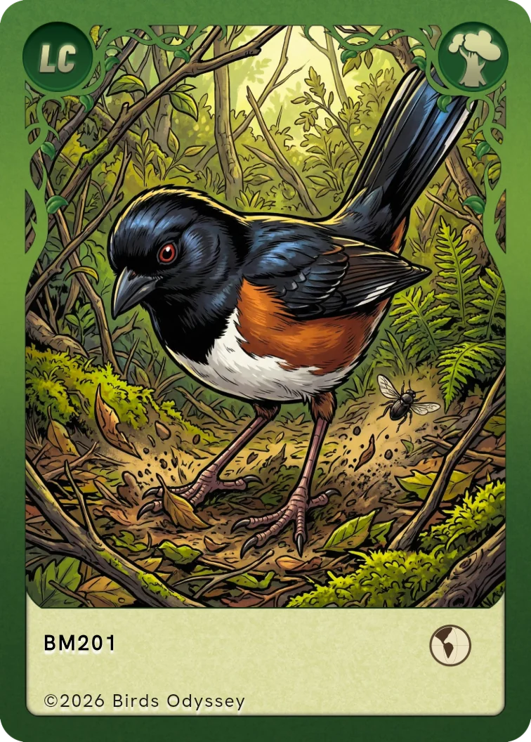 Carta collezionabile di Eastern Towhee in Birdey
