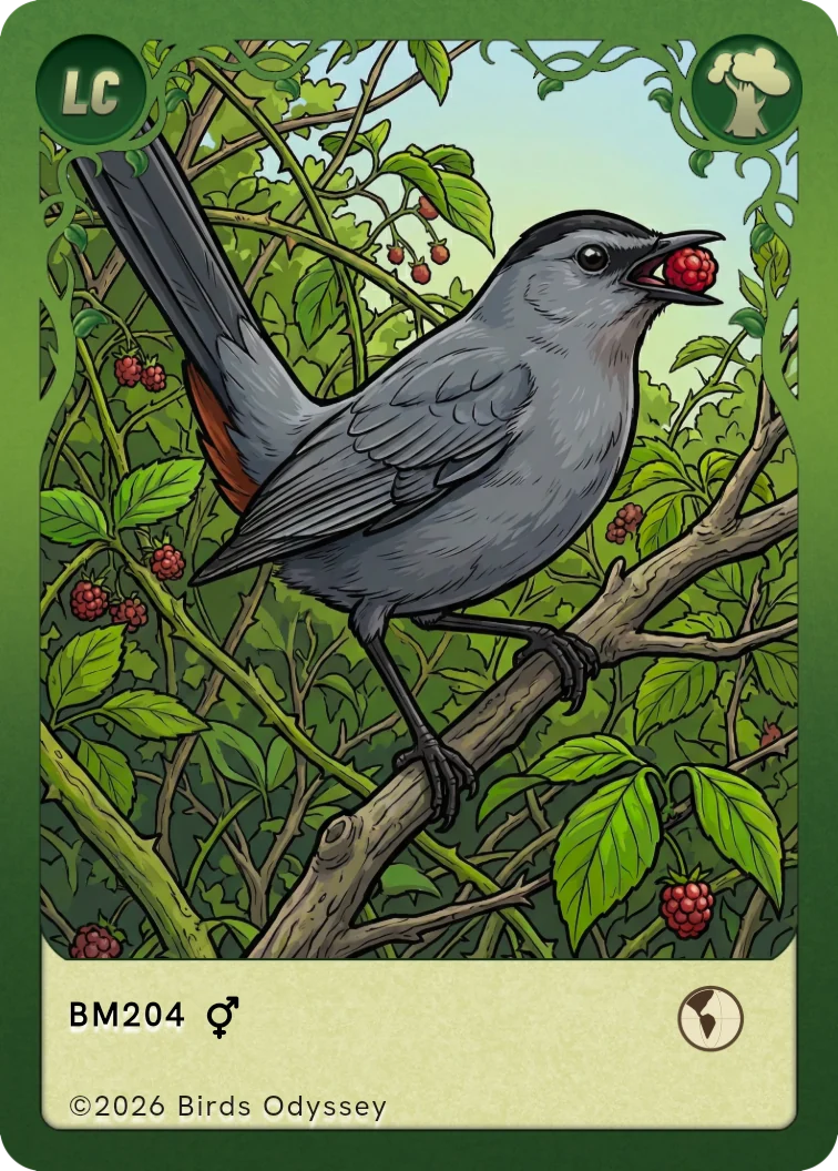 Carte à collectionner Moqueur chat dans Birdey
