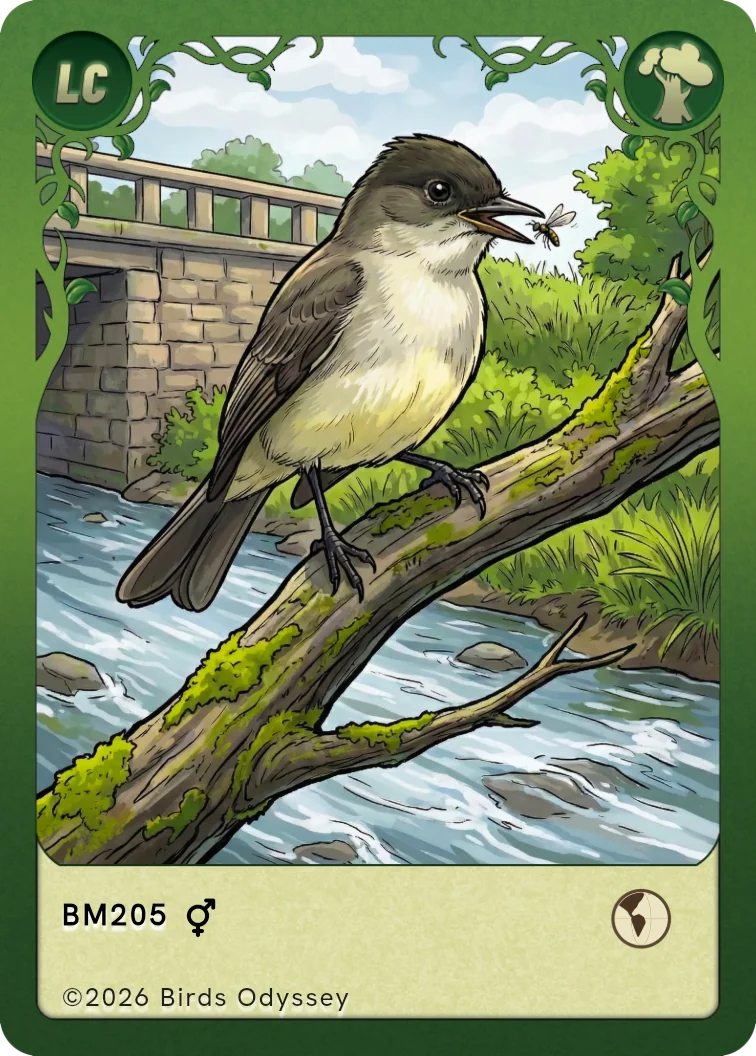 Birdeyのツキヒメハエトリカード