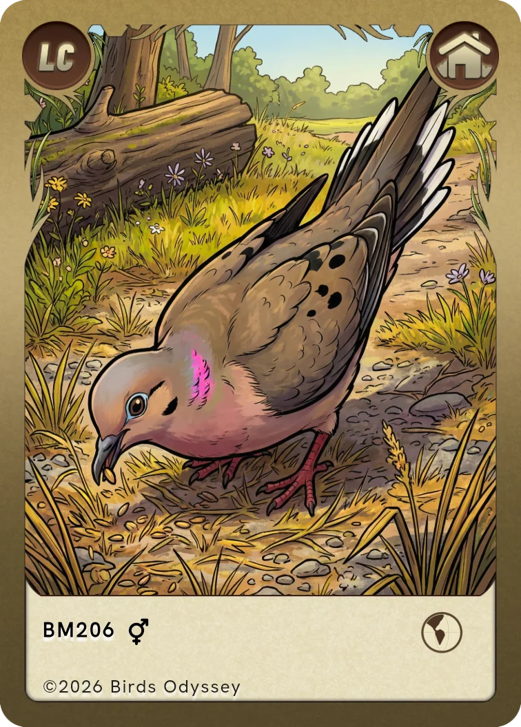 Carta collezionabile di Mourning Dove in Birdey