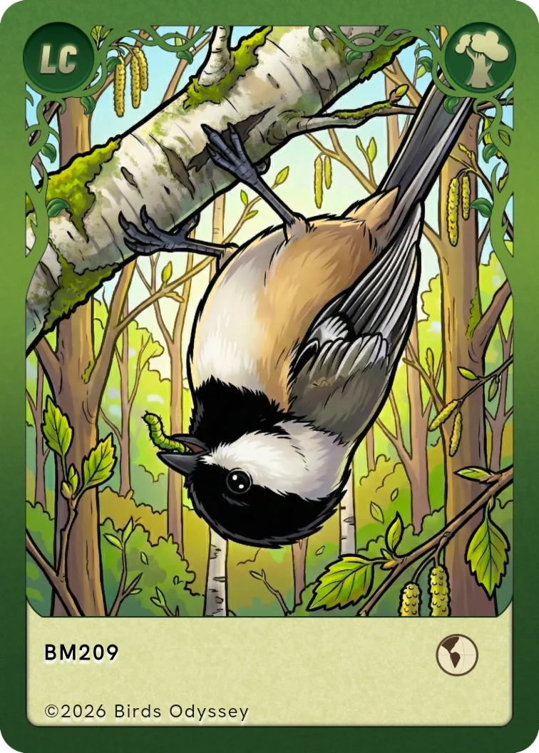 Carta collezionabile di Black-capped Chickadee in Birdey