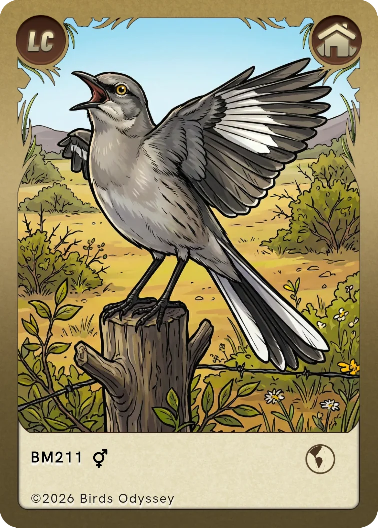 Carte à collectionner Moqueur polyglotte dans Birdey