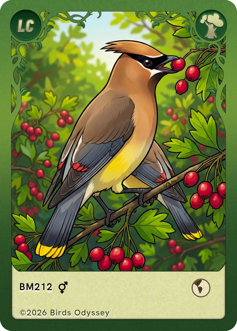 Carta collezionabile di Cedar Waxwing in Birdey
