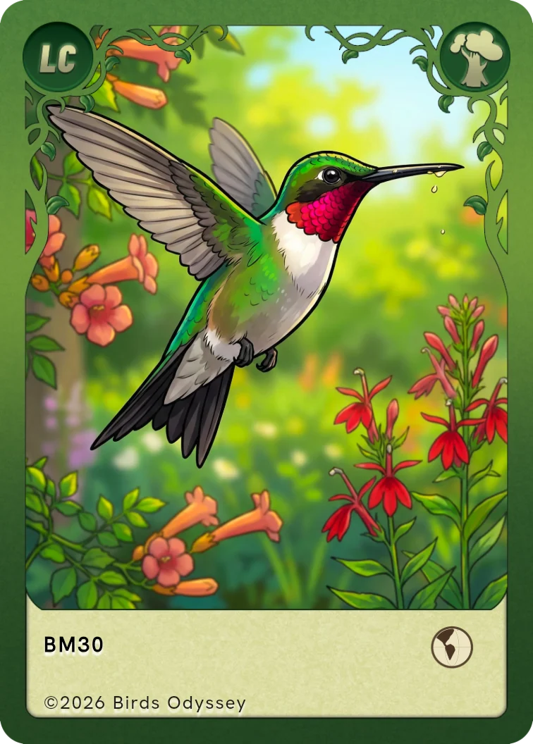 Ruby-throated Hummingbird trading card from Birdey