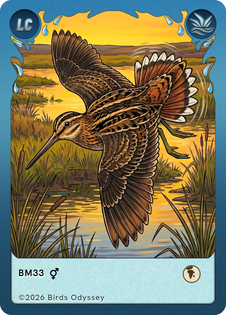 Common Snipe trading card from Birdey