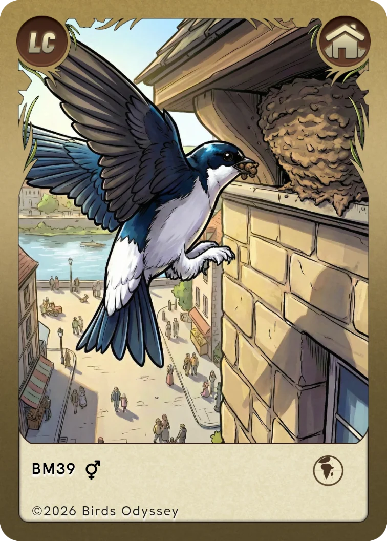 Bysvale samlekort fra Birdey