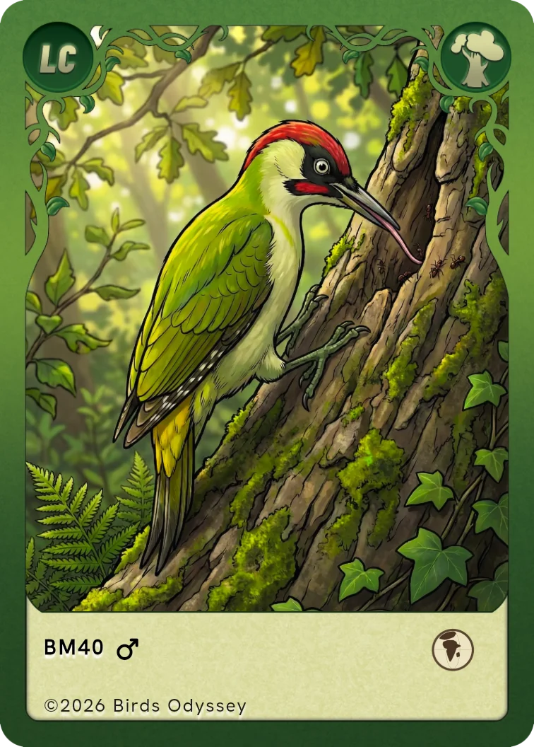 Carte à collectionner Pic vert dans Birdey