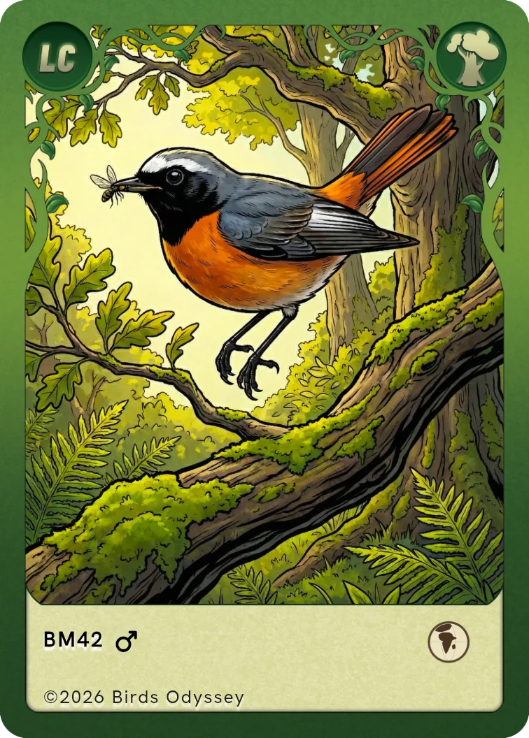 Birdey 的Common Redstart卡片