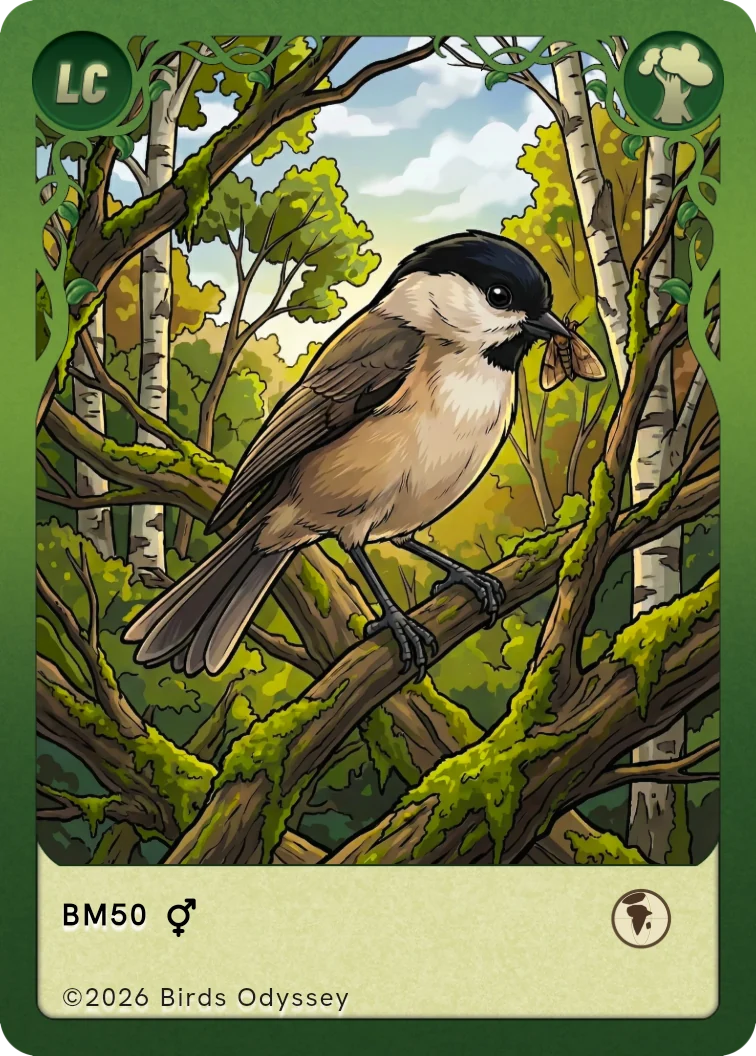 Marsh Tit trading card from Birdey