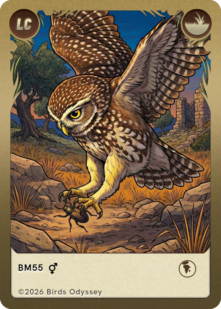 Carta collezionabile di Civetta in Birdey
