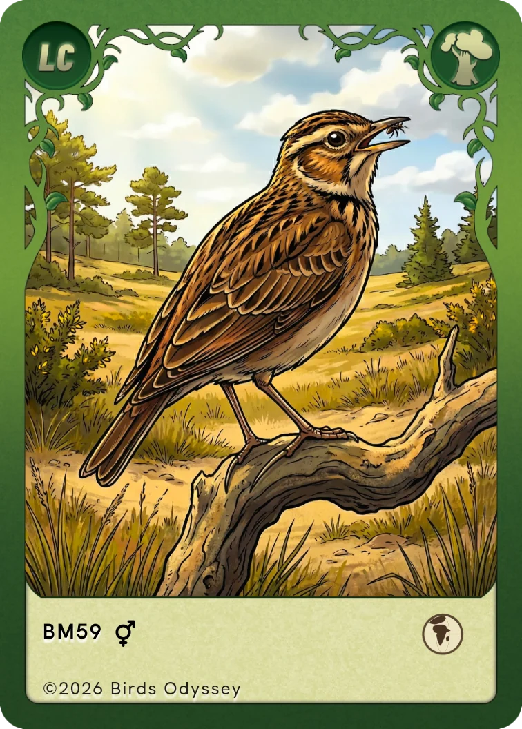 Heidelerche Sammelkarte aus Birdey