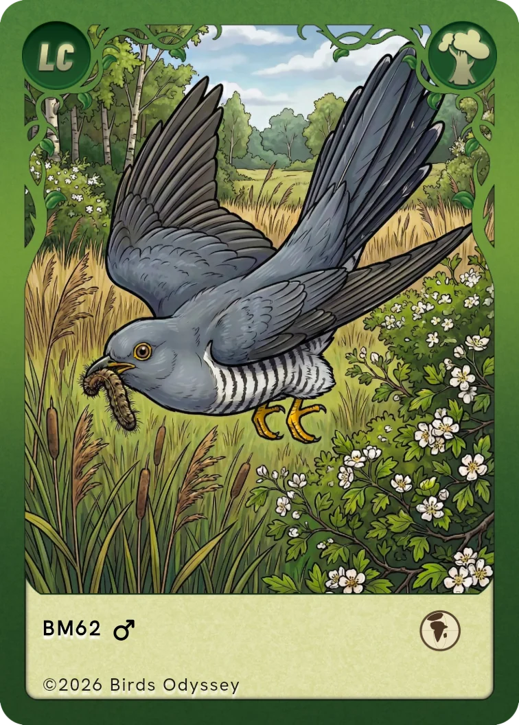 Kuckuck Sammelkarte aus Birdey