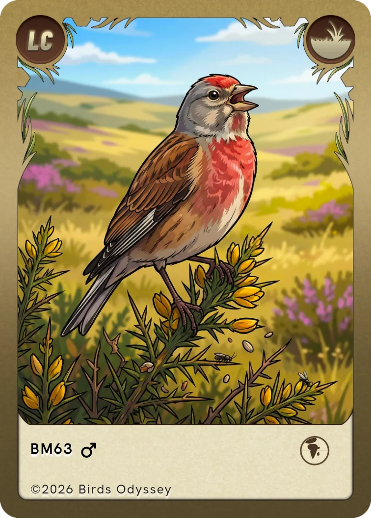 Carta collezionabile di Fanello in Birdey