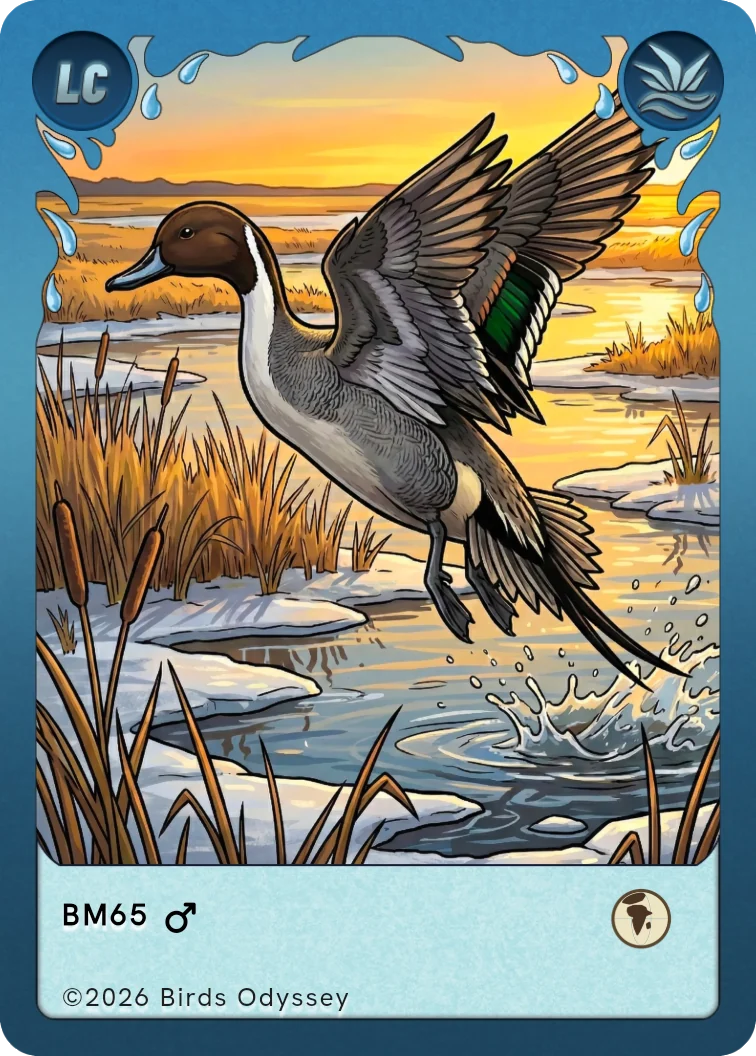 Carta collezionabile di Codone in Birdey