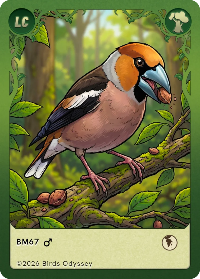 Appelvink verzamelkaart uit Birdey