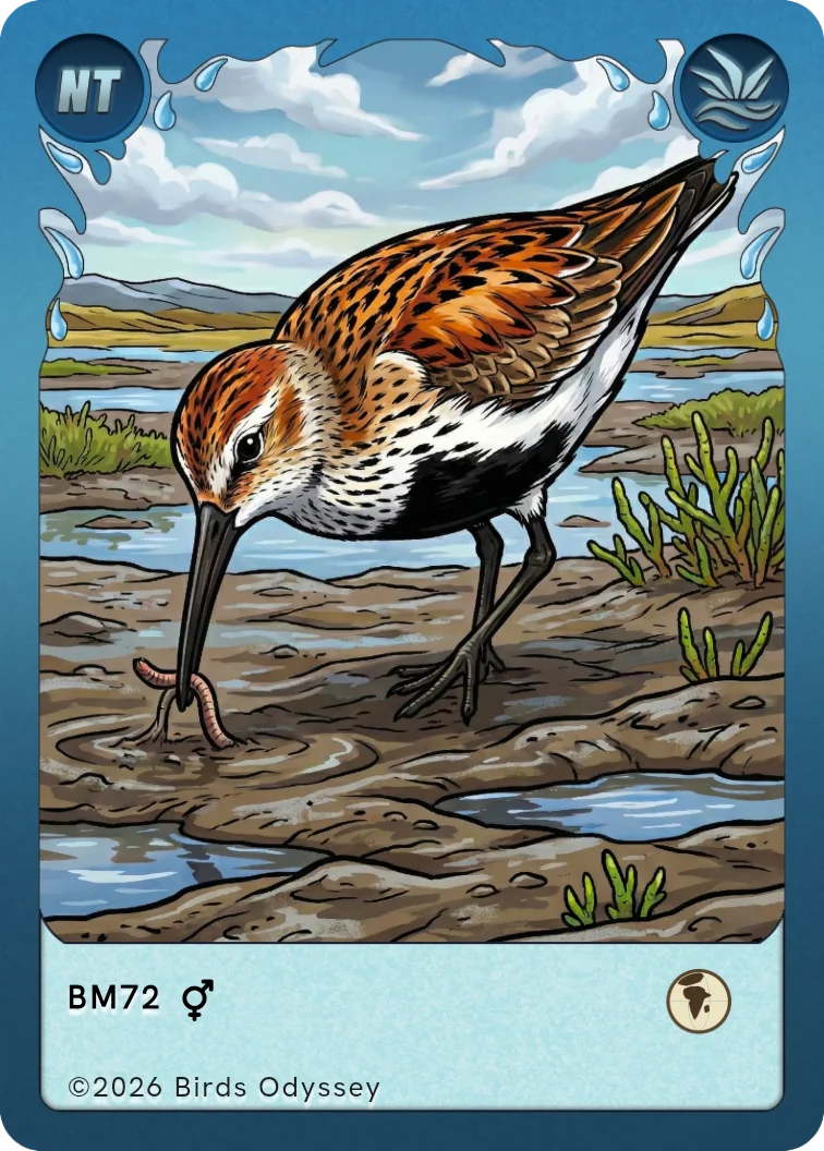 Birdeyのハマシギカード