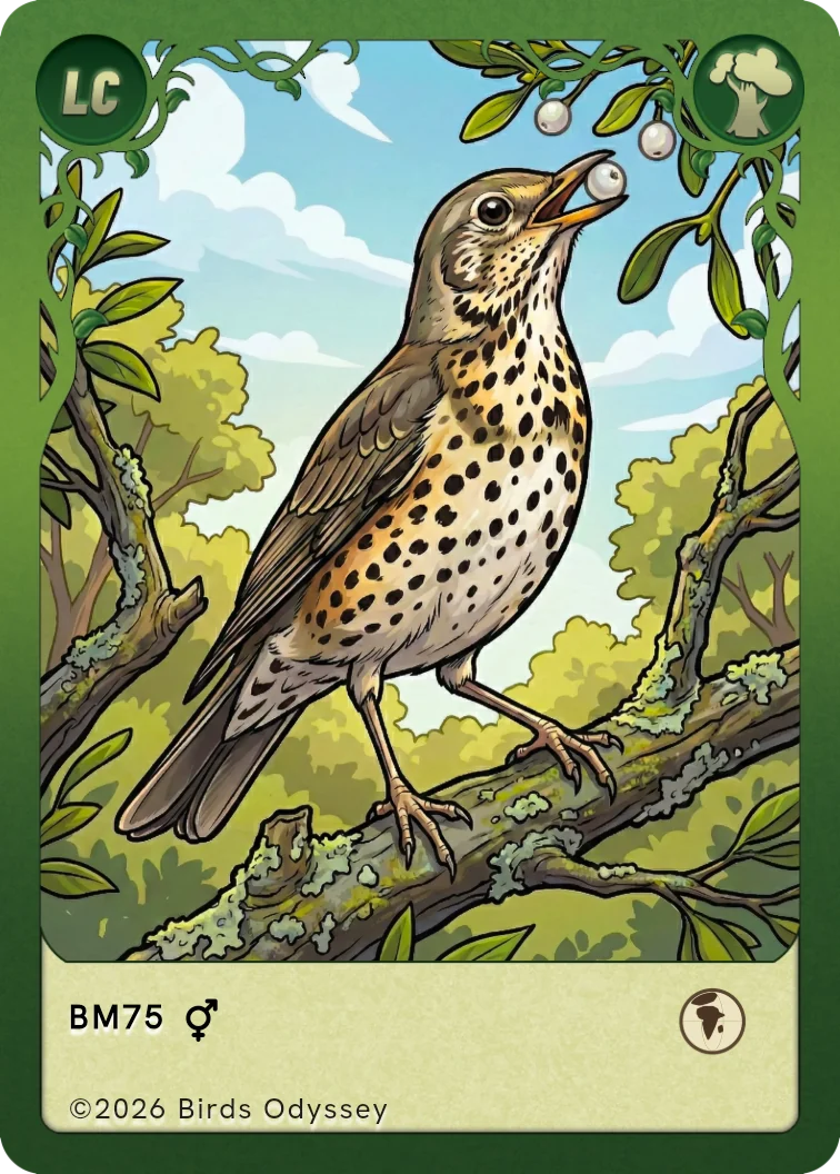 Misteldrossel Sammelkarte aus Birdey